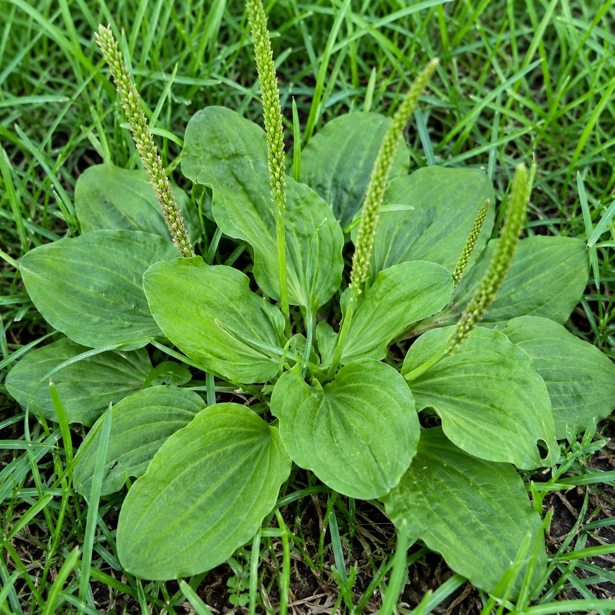 Plantain