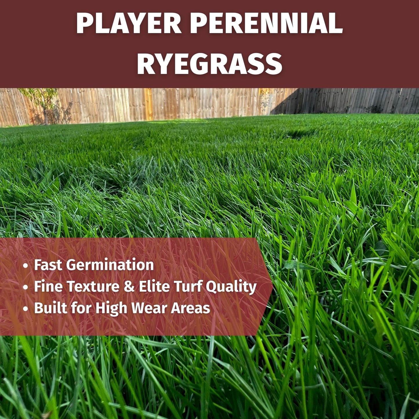 player perennial ryegrass features