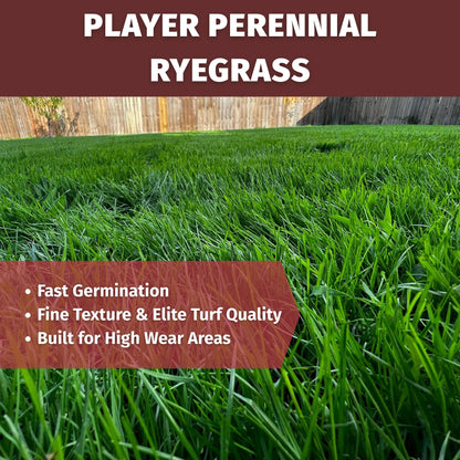 player perennial ryegrass features