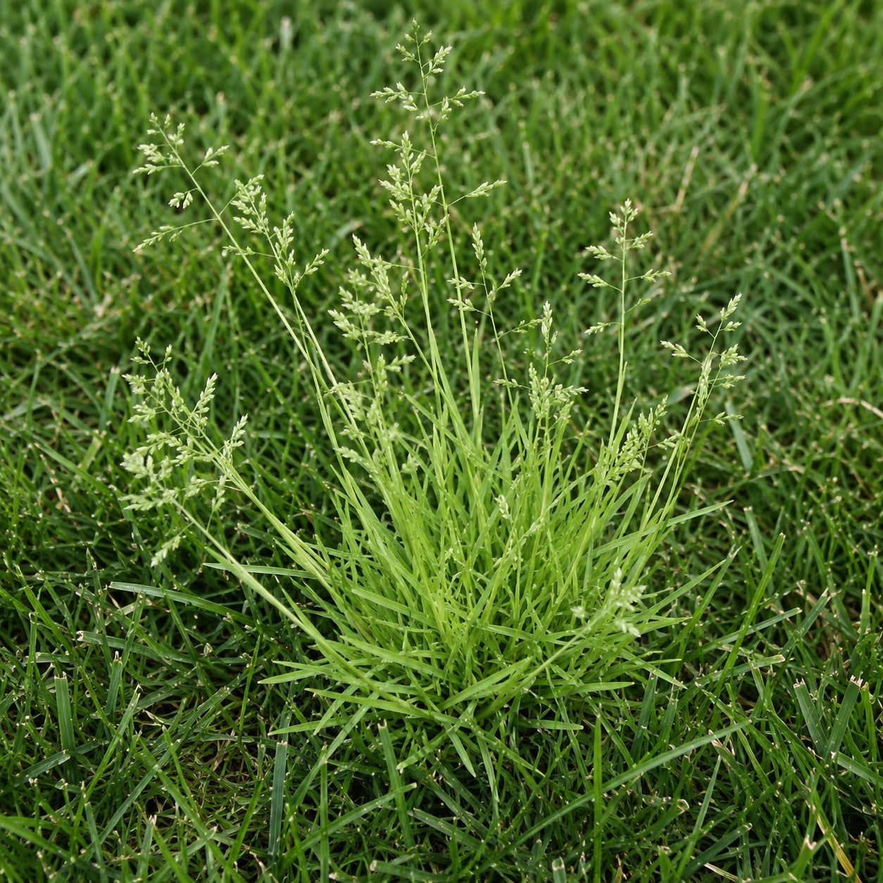Poa annua