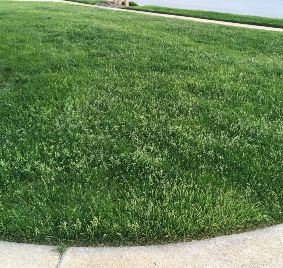 More Control Over Poa Annua Timing