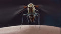 Mosquito Dunks - Biological Mosquito Larvae Control