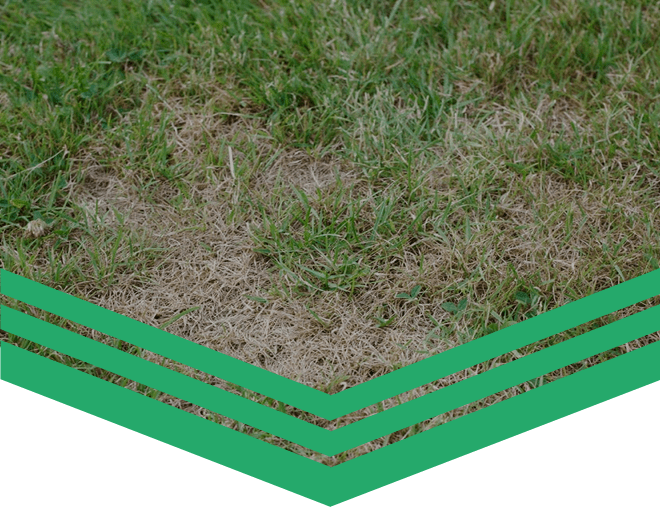 Lawn fertilizer