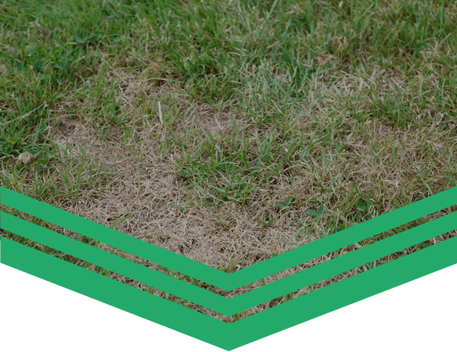 LESCO Prosecutor Pro Non-Selective Herbicide (Glyphosate 41%)