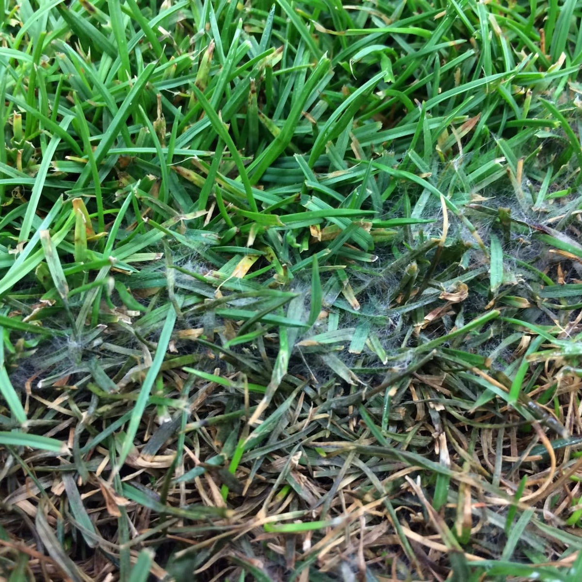 Pythium blight