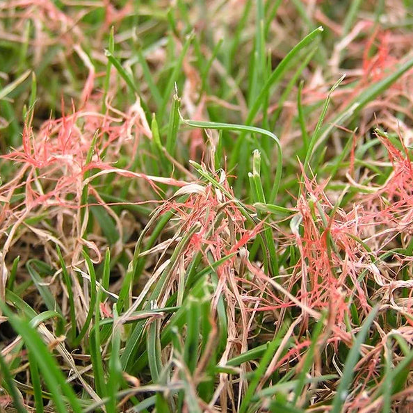 Red thread