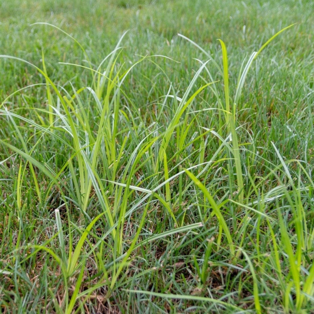 Sedge 2025 hammer herbicide