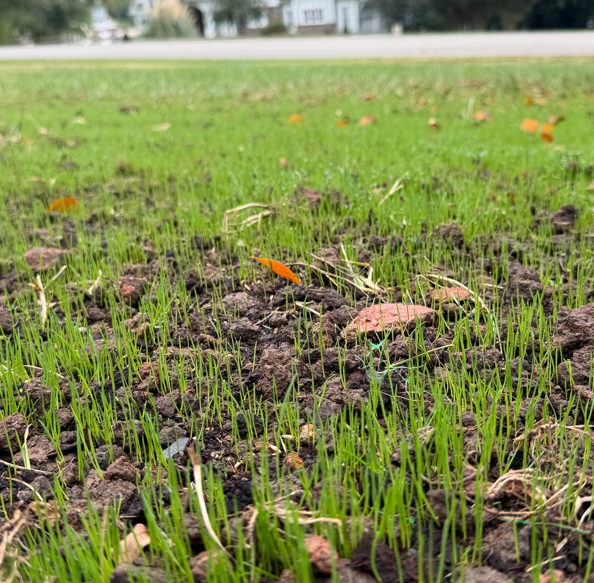 Give New Turf the Strong Start It Needs