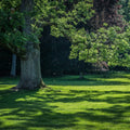 Lush green lawn with a large tree casting shadows