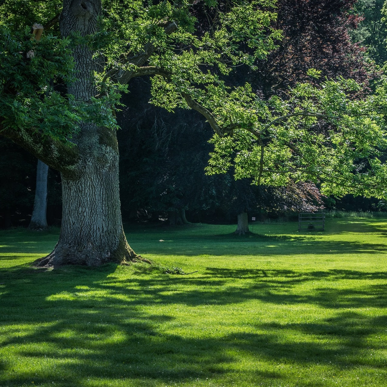 Shade Pro Grass Seed