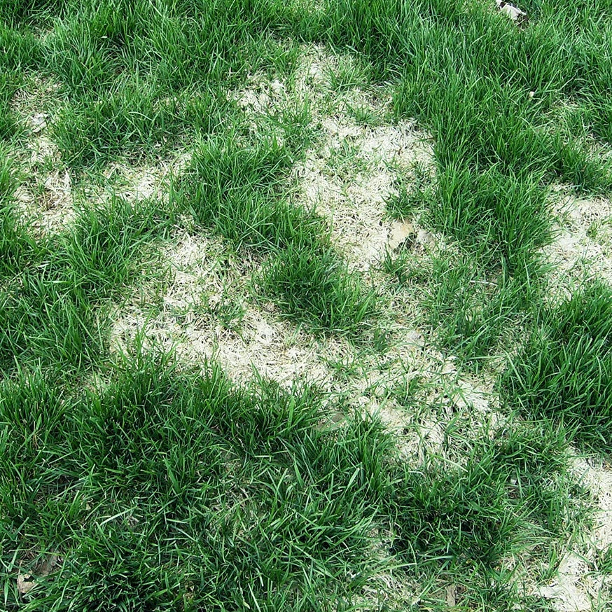 Snow mold