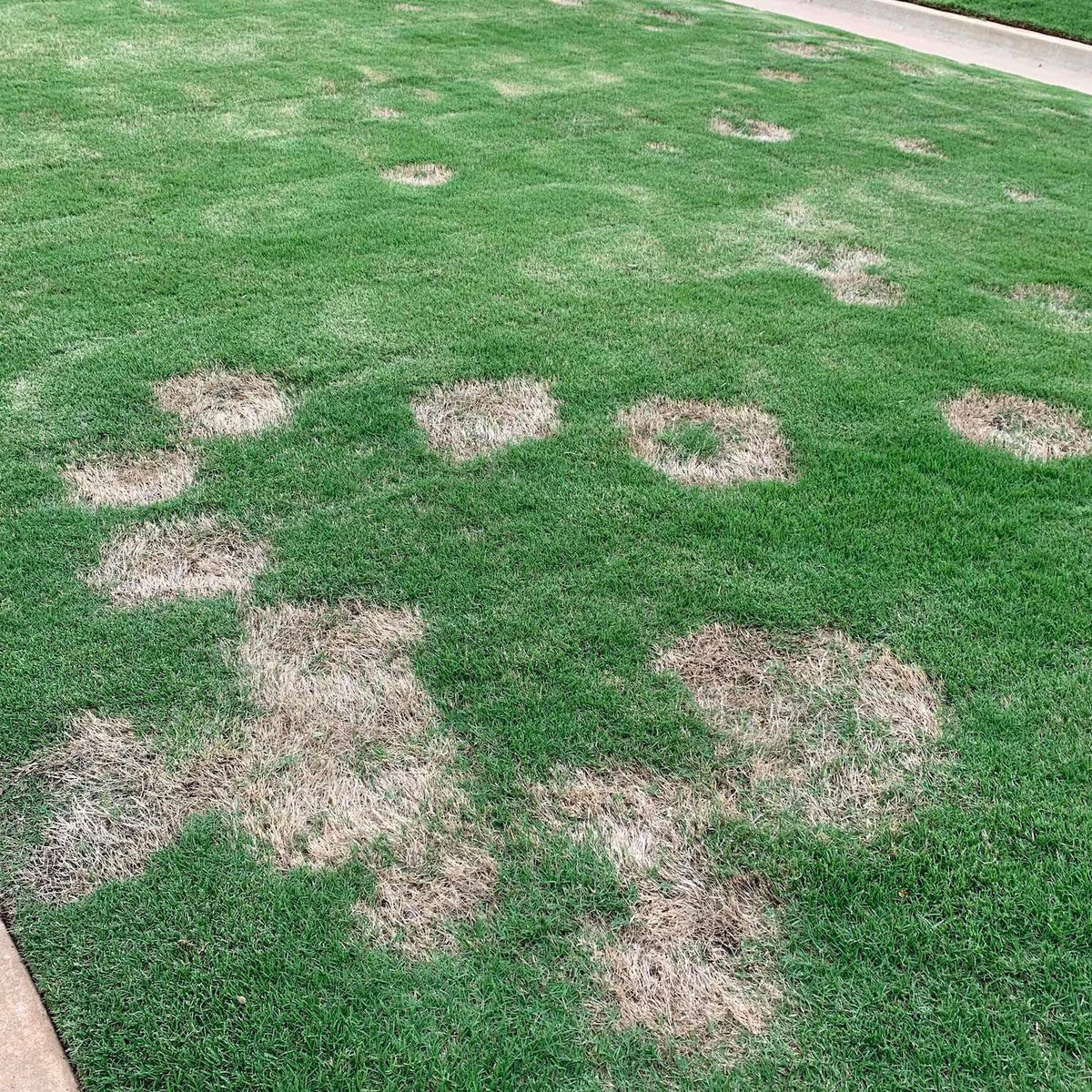 Spring dead spot