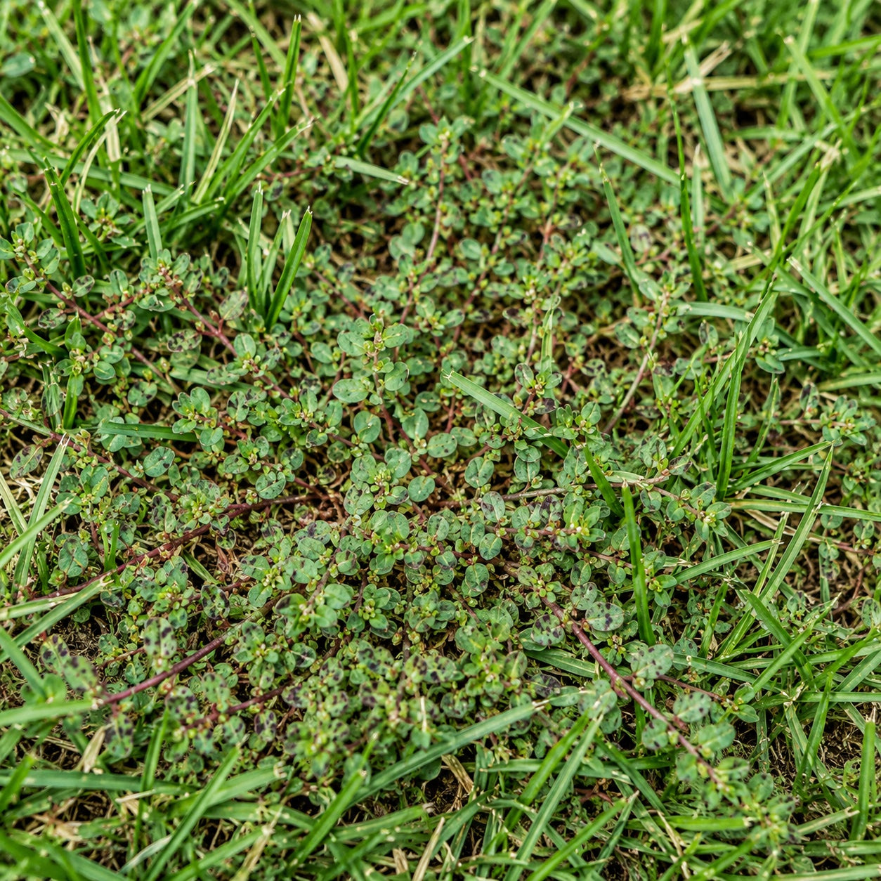 Spurge