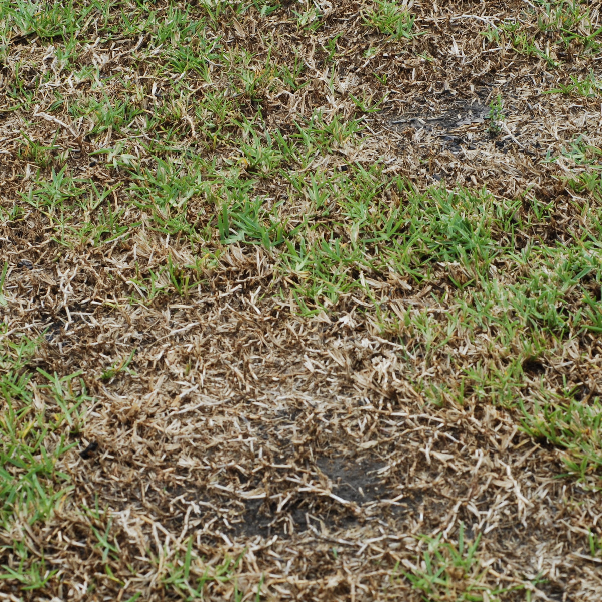 Take all root rot