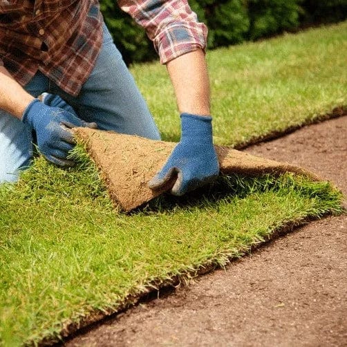 Tall Fescue Sod