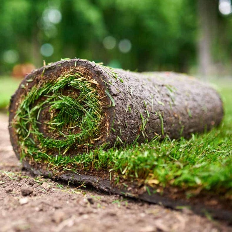 Tall Fescue Sod