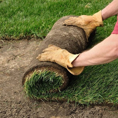 Tall Fescue Sod