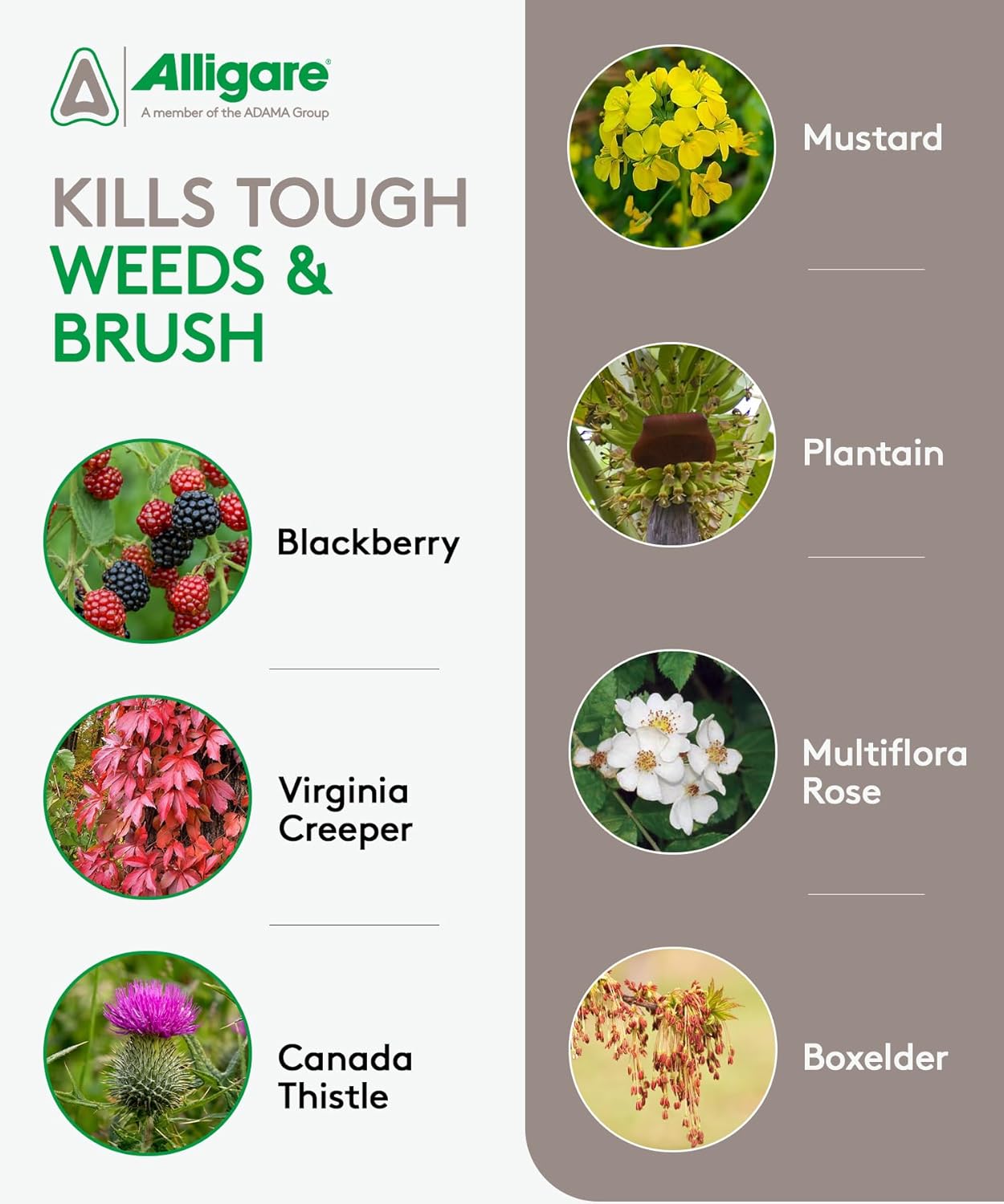 Triclopyr 4 Herbicide