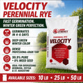 Velocity Perennial Rye Grass Seed