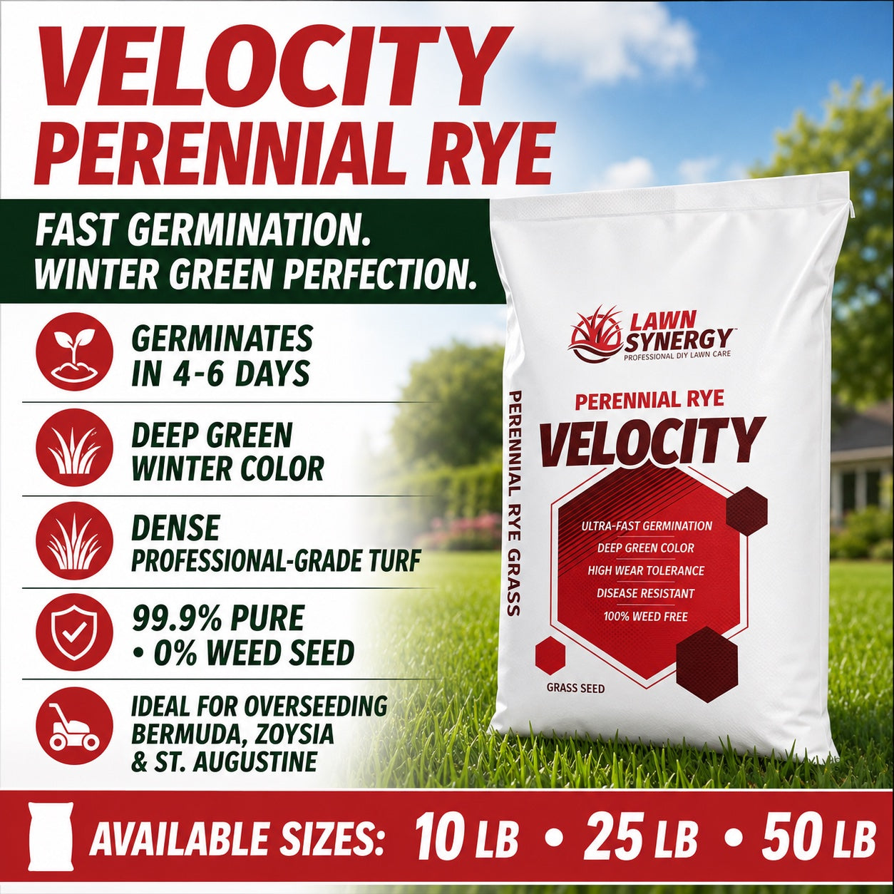Velocity Perennial Rye Grass Seed