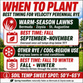 Velocity Perennial Rye Grass Seed