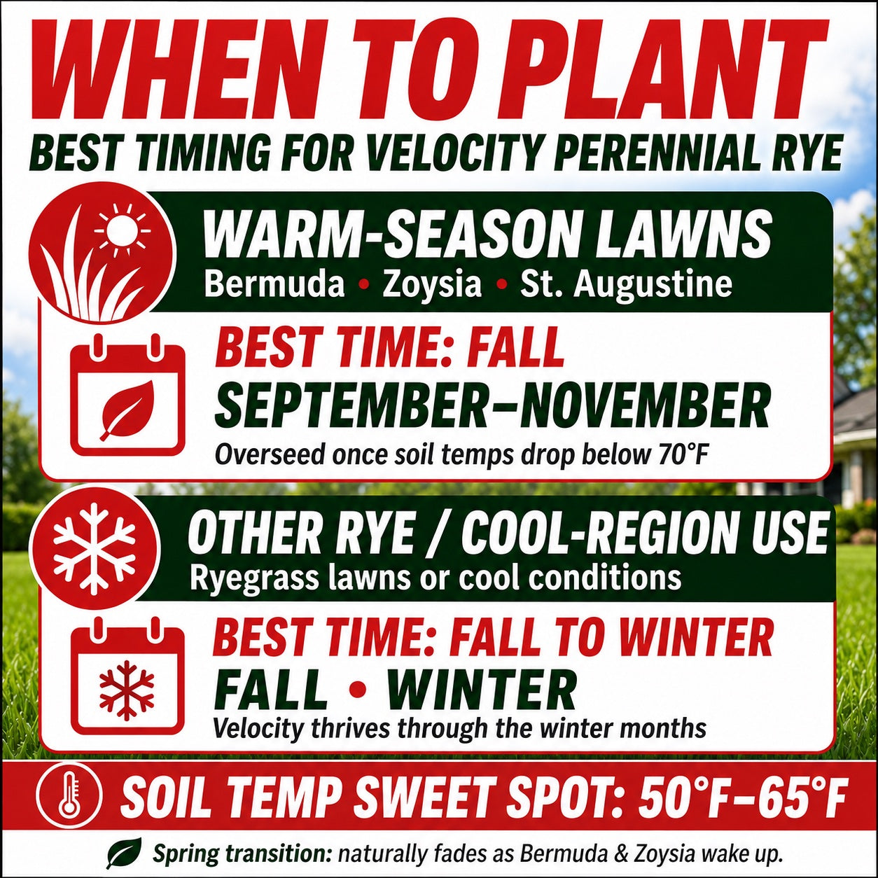 Velocity Perennial Rye Grass Seed