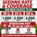 Velocity Perennial Rye Grass Seed