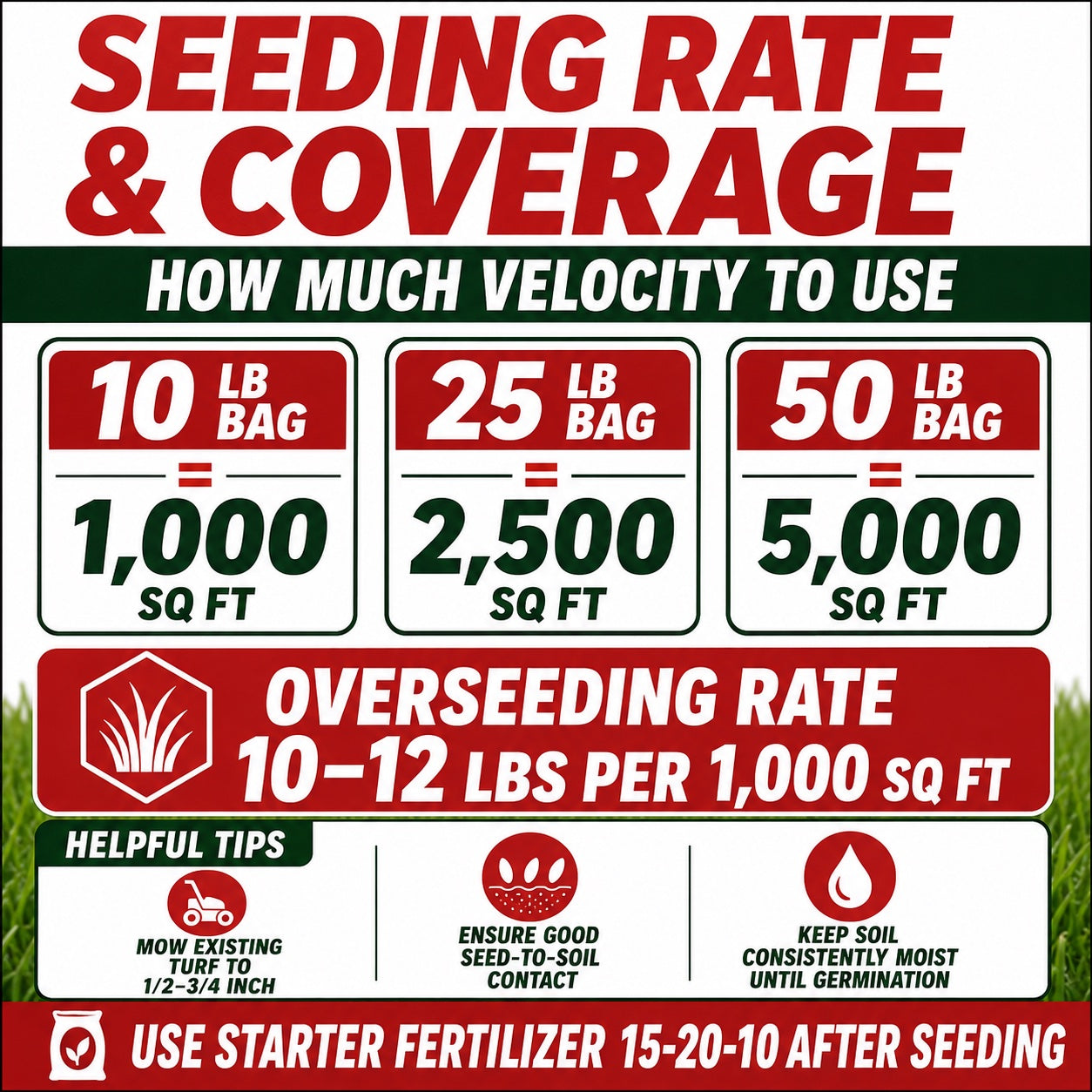 Velocity Perennial Rye Grass Seed
