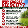 Velocity Perennial Rye Grass Seed