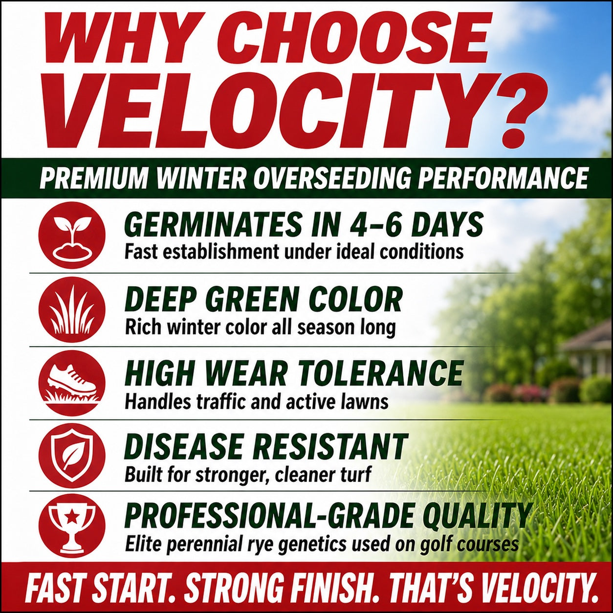 Velocity Perennial Rye Grass Seed