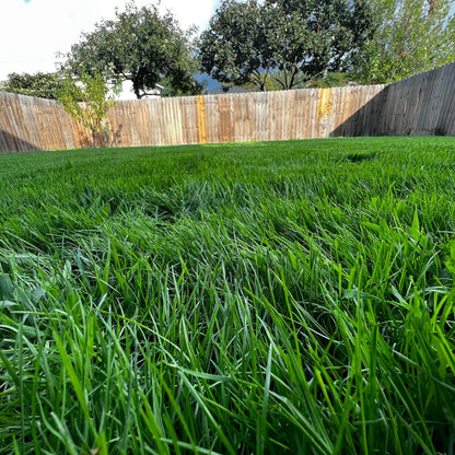 Velocity Perennial Rye Grass Seed overseeding bermuda lawn