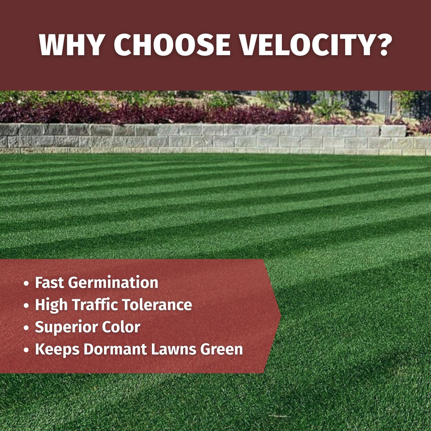 Why choose velocity perennial ryegrass seed