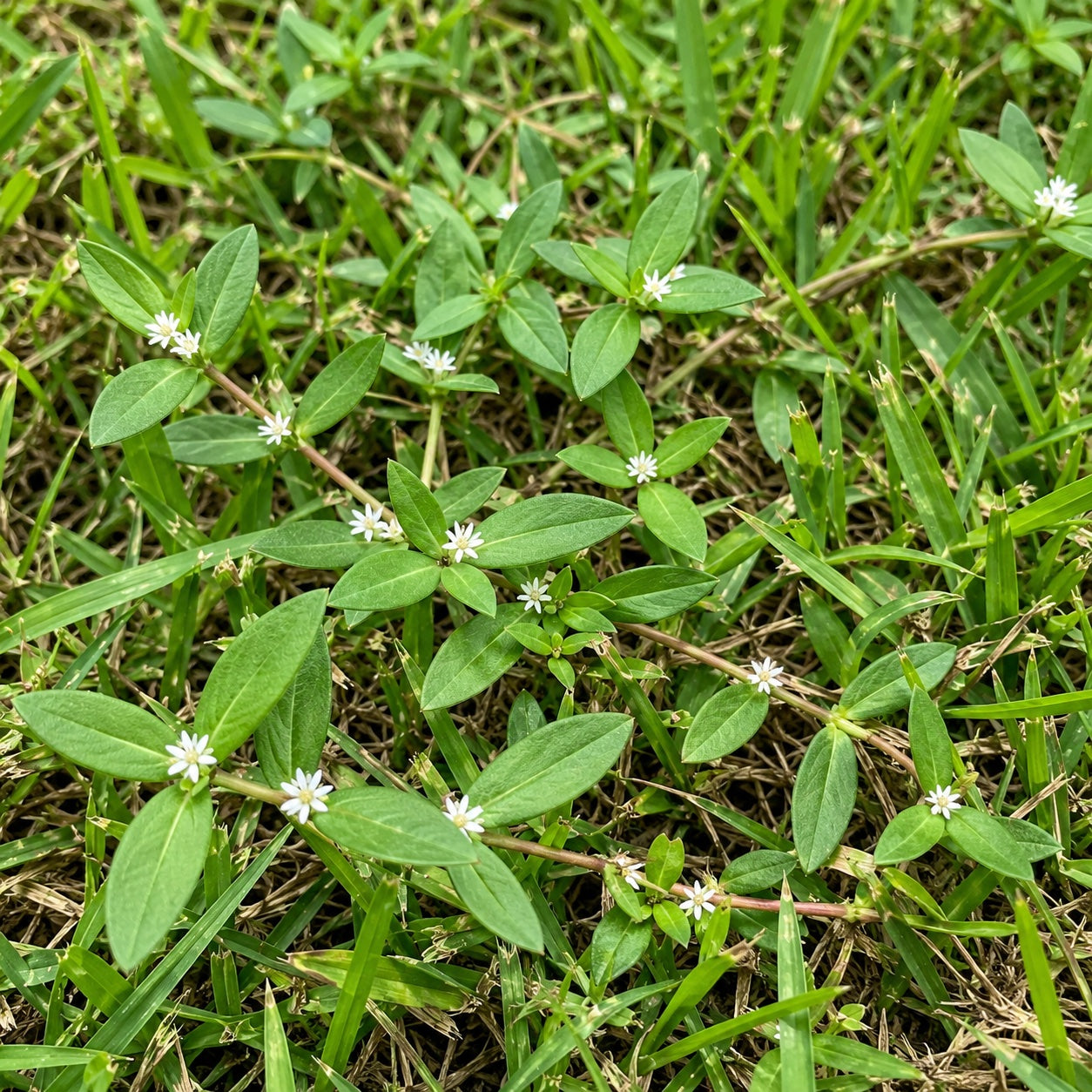 Virginia buttonweed