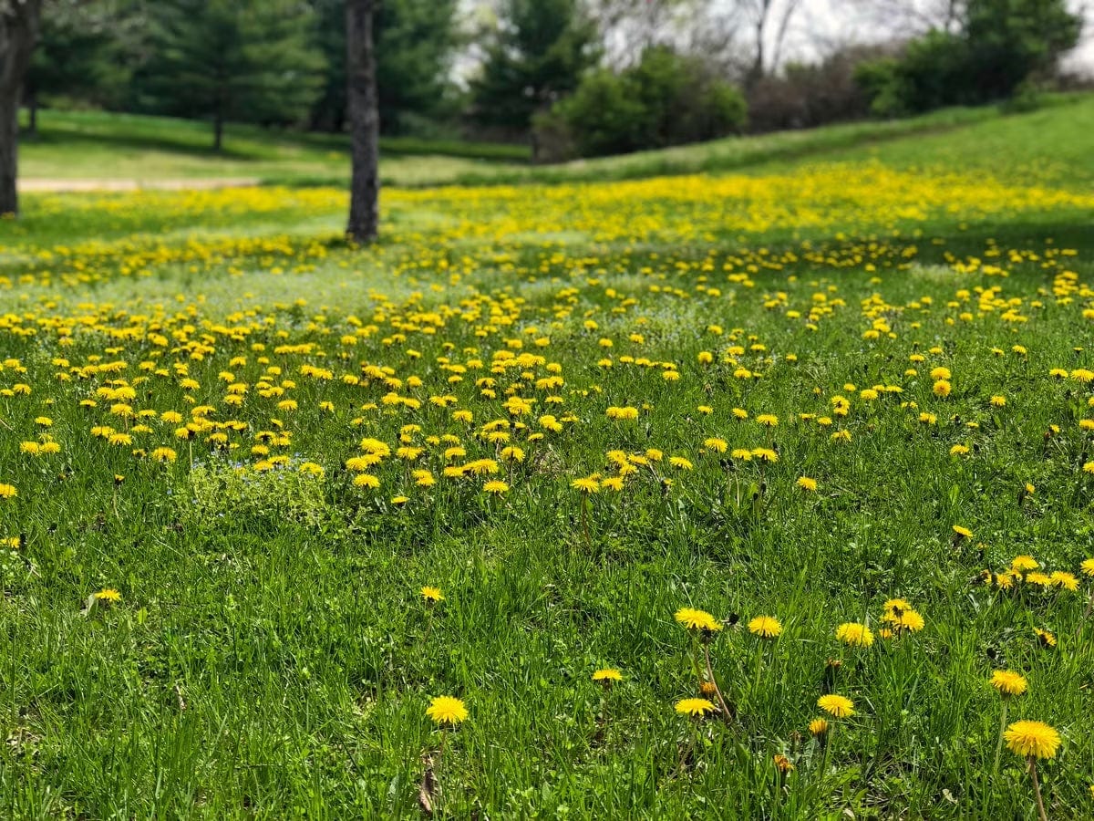 Weed killer for dandelons