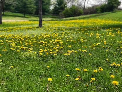 Weed killer for dandelons