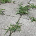 kill weds growing in pavers