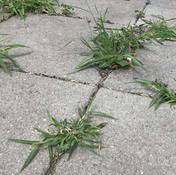 kill weds growing in pavers