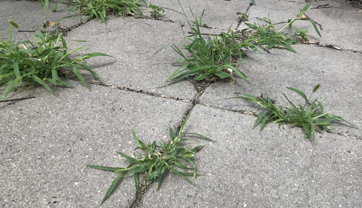 kill weds growing in pavers