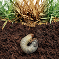 Acelepryn g best insecticide for grubs