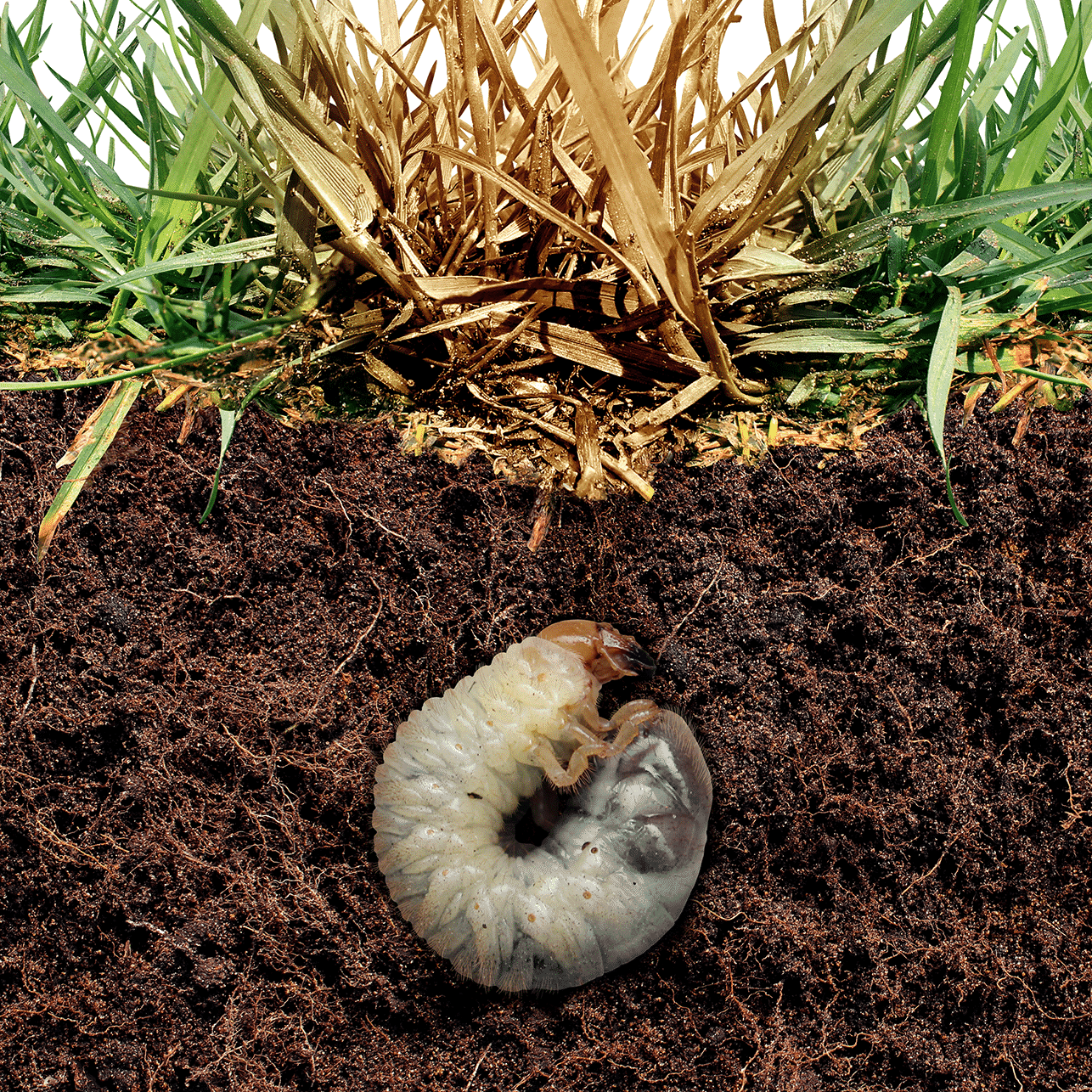 Acelepryn g best insecticide for grubs