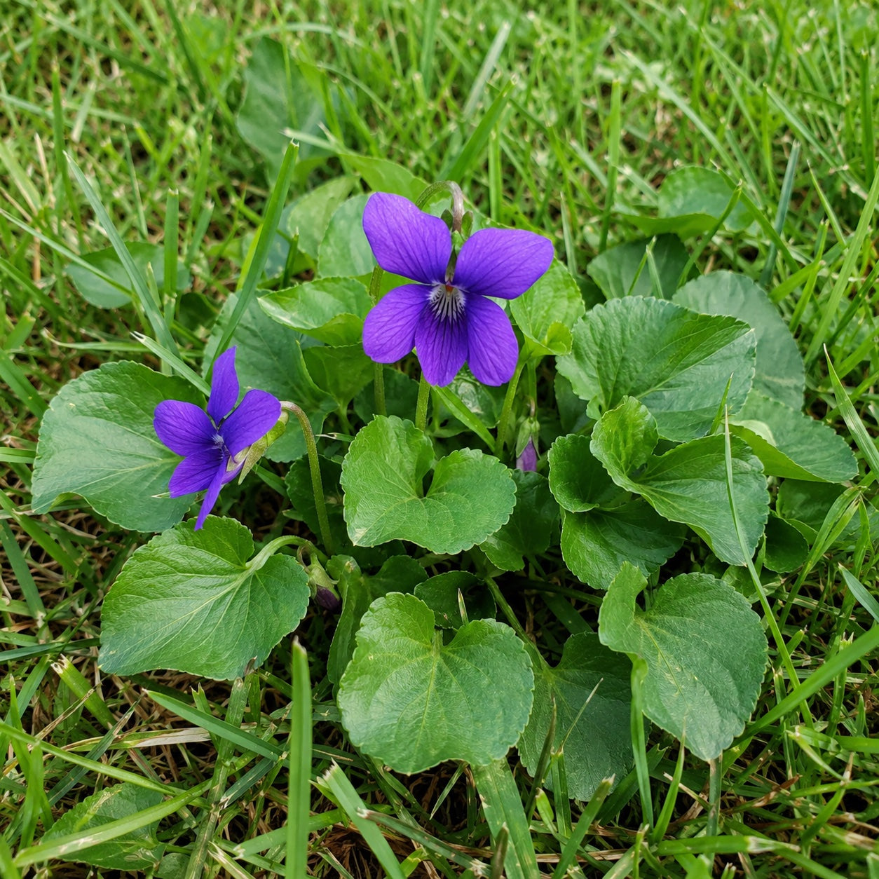 Wild violet